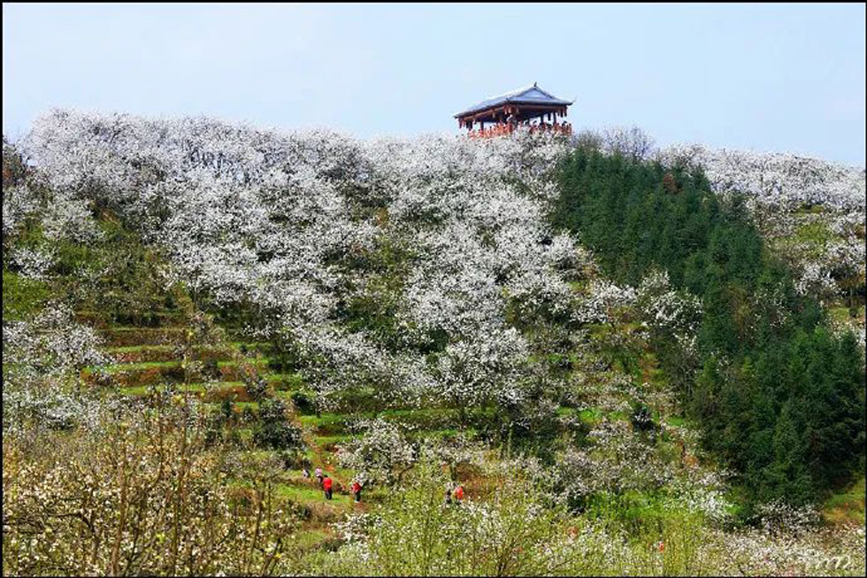 【春天，广西桂林灌阳县向您发出邀请！】我们在灌阳看梨花 - 游山玩水 - 张家口生活社区 - 张家口28生活网 zjk.28life.net