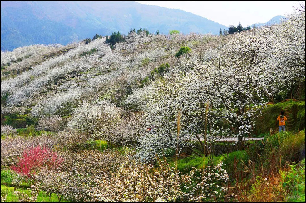 【春天，广西桂林灌阳县向您发出邀请！】我们在灌阳看梨花 - 游山玩水 - 张家口生活社区 - 张家口28生活网 zjk.28life.net