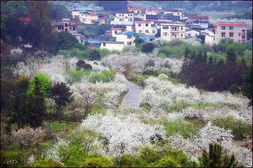 【春天，广西桂林灌阳县向您发出邀请！】我们在灌阳看梨花 - 游山玩水 - 张家口生活社区 - 张家口28生活网 zjk.28life.net