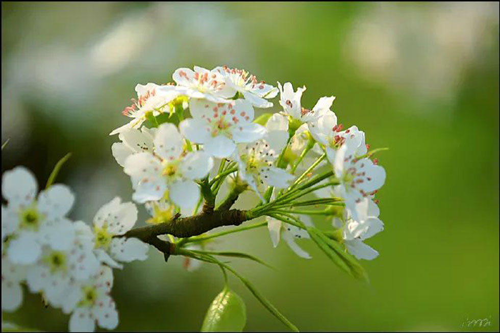 【春天，广西桂林灌阳县向您发出邀请！】我们在灌阳看梨花 - 游山玩水 - 张家口生活社区 - 张家口28生活网 zjk.28life.net