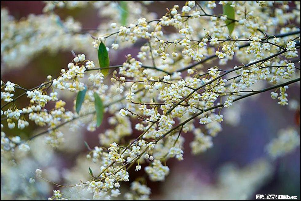 【春天，广西桂林灌阳县向您发出邀请！】米珠山前有片山苍子花在飘香 - 游山玩水 - 张家口生活社区 - 张家口28生活网 zjk.28life.net