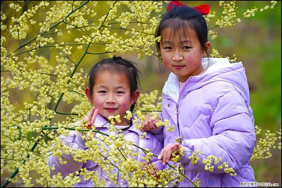 【春天，广西桂林灌阳县向您发出邀请！】米珠山前有片山苍子花在飘香 - 游山玩水 - 张家口生活社区 - 张家口28生活网 zjk.28life.net