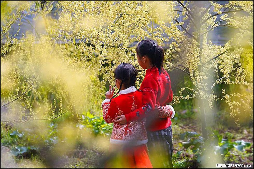 【春天，广西桂林灌阳县向您发出邀请！】米珠山前有片山苍子花在飘香 - 游山玩水 - 张家口生活社区 - 张家口28生活网 zjk.28life.net
