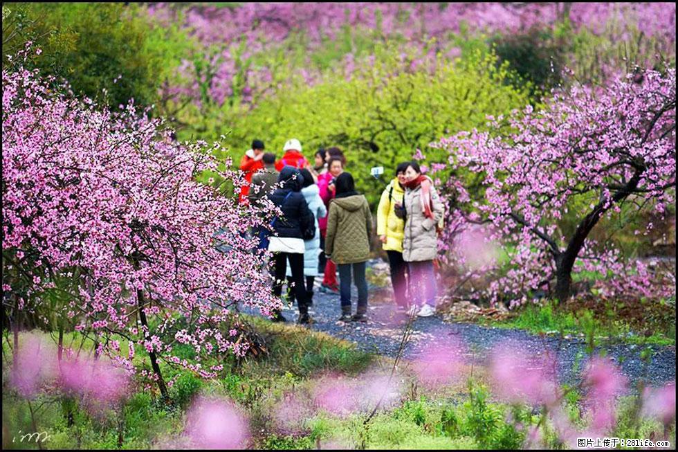 【春天，广西桂林灌阳县向您发出邀请！】官庄村有个醉美的桃花园 - 游山玩水 - 张家口生活社区 - 张家口28生活网 zjk.28life.net