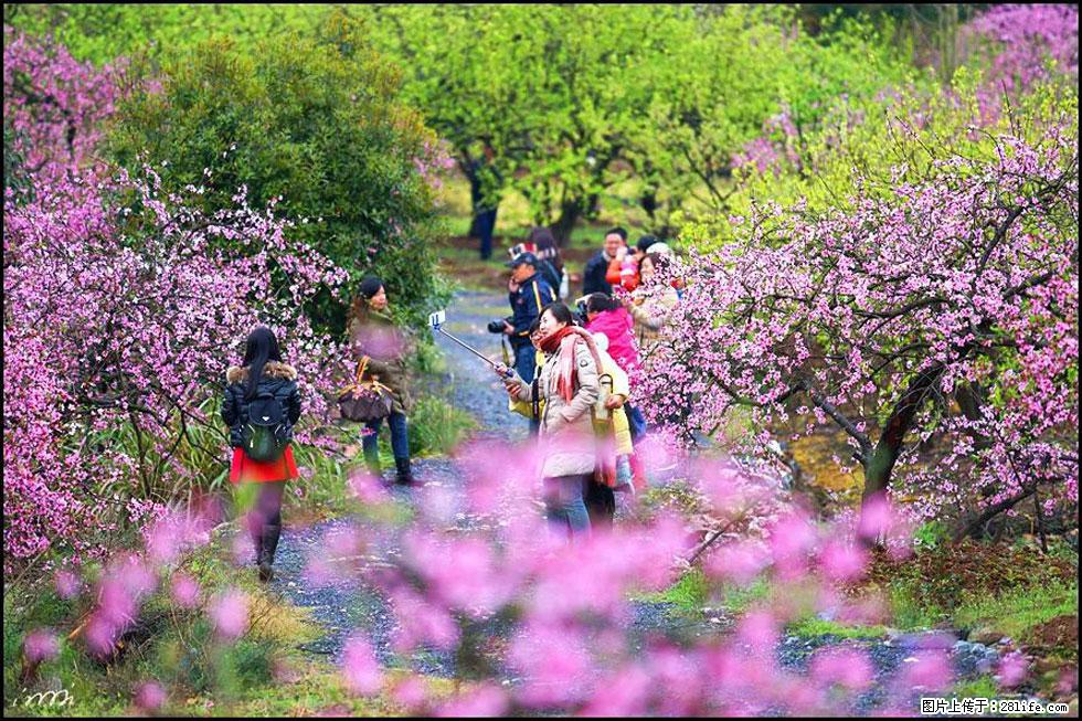 【春天，广西桂林灌阳县向您发出邀请！】官庄村有个醉美的桃花园 - 游山玩水 - 张家口生活社区 - 张家口28生活网 zjk.28life.net