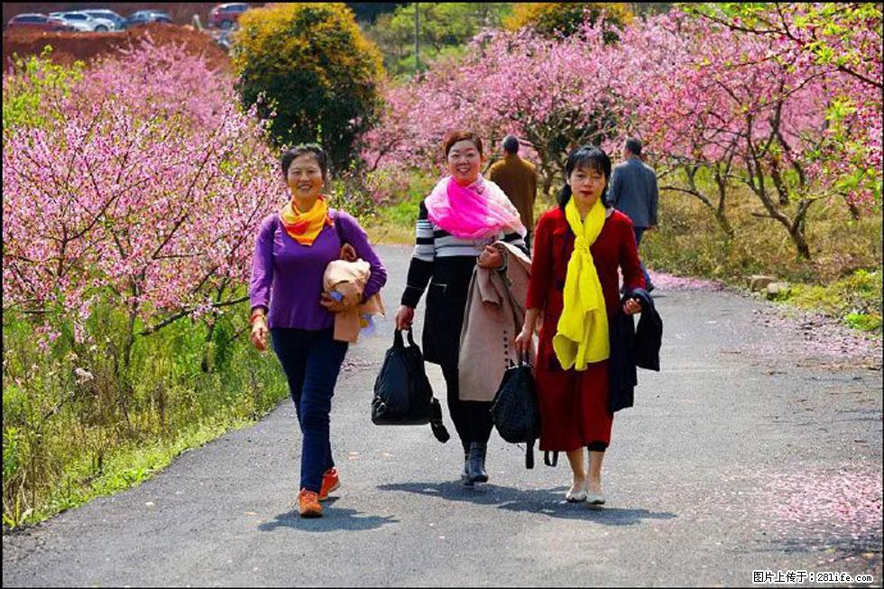 【春天，广西桂林灌阳县向您发出邀请！】官庄村有个醉美的桃花园 - 游山玩水 - 张家口生活社区 - 张家口28生活网 zjk.28life.net