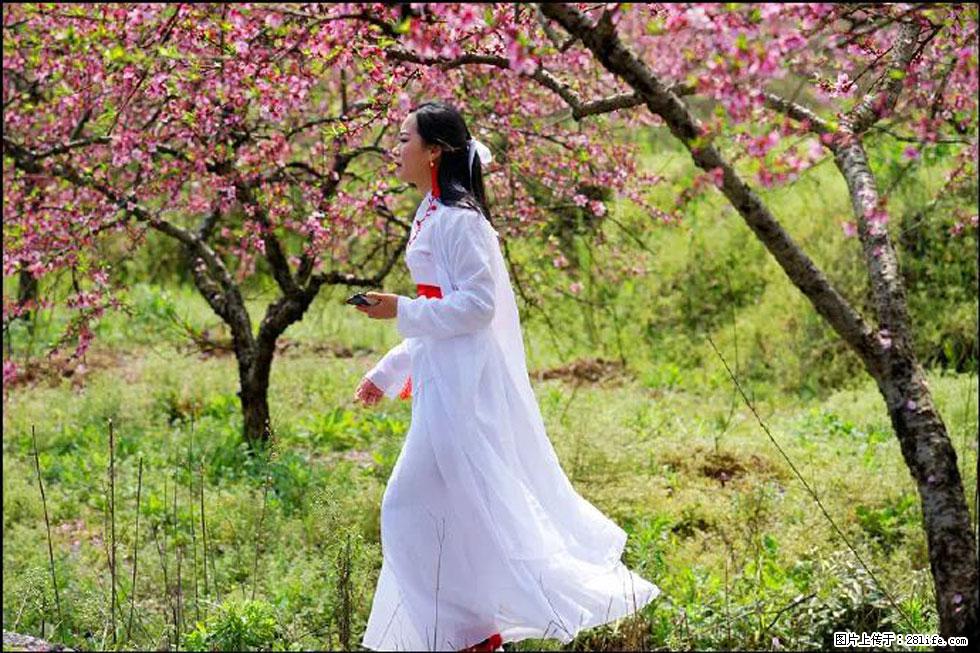 【春天，广西桂林灌阳县向您发出邀请！】官庄村有个醉美的桃花园 - 游山玩水 - 张家口生活社区 - 张家口28生活网 zjk.28life.net