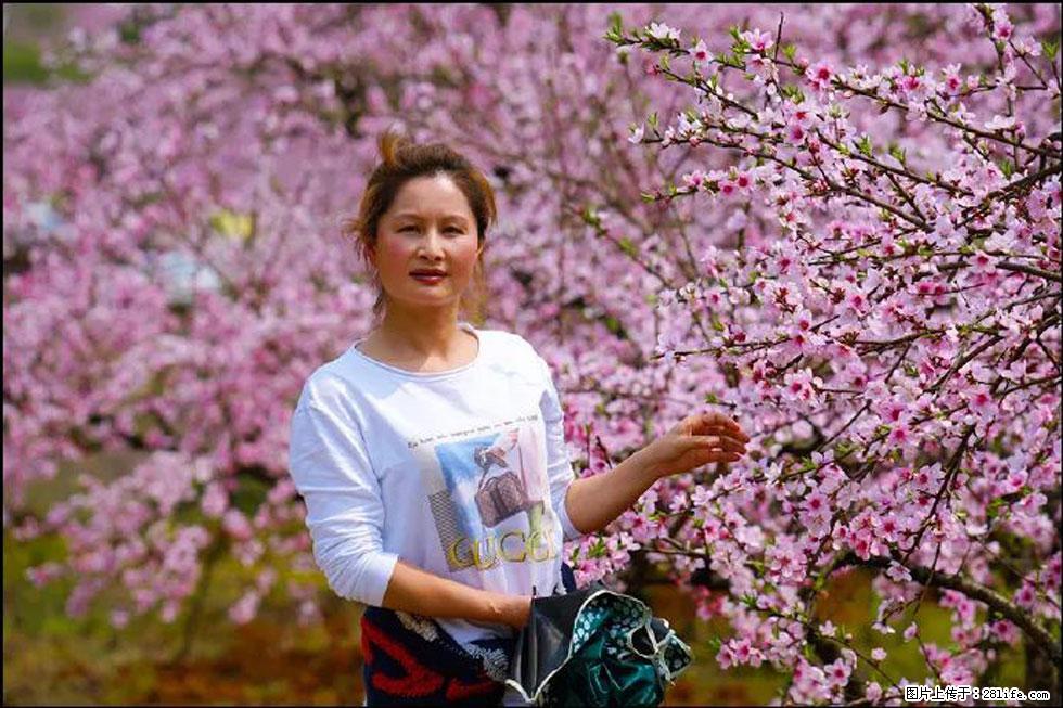 【春天，广西桂林灌阳县向您发出邀请！】官庄村有个醉美的桃花园 - 游山玩水 - 张家口生活社区 - 张家口28生活网 zjk.28life.net