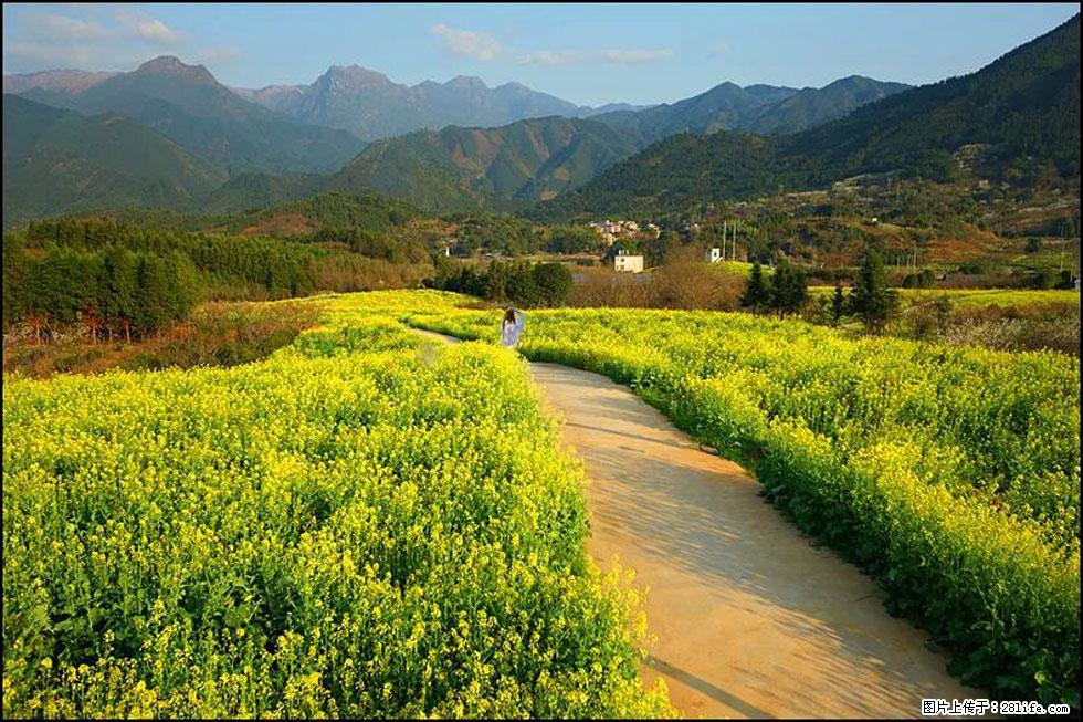 【春天，广西桂林灌阳县向您发出邀请！】长坪村油菜盛情花开 - 游山玩水 - 张家口生活社区 - 张家口28生活网 zjk.28life.net