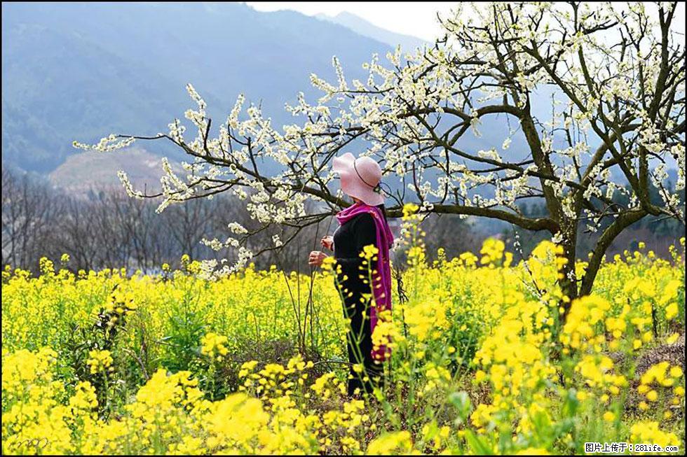 【春天，广西桂林灌阳县向您发出邀请！】长坪村油菜盛情花开 - 游山玩水 - 张家口生活社区 - 张家口28生活网 zjk.28life.net