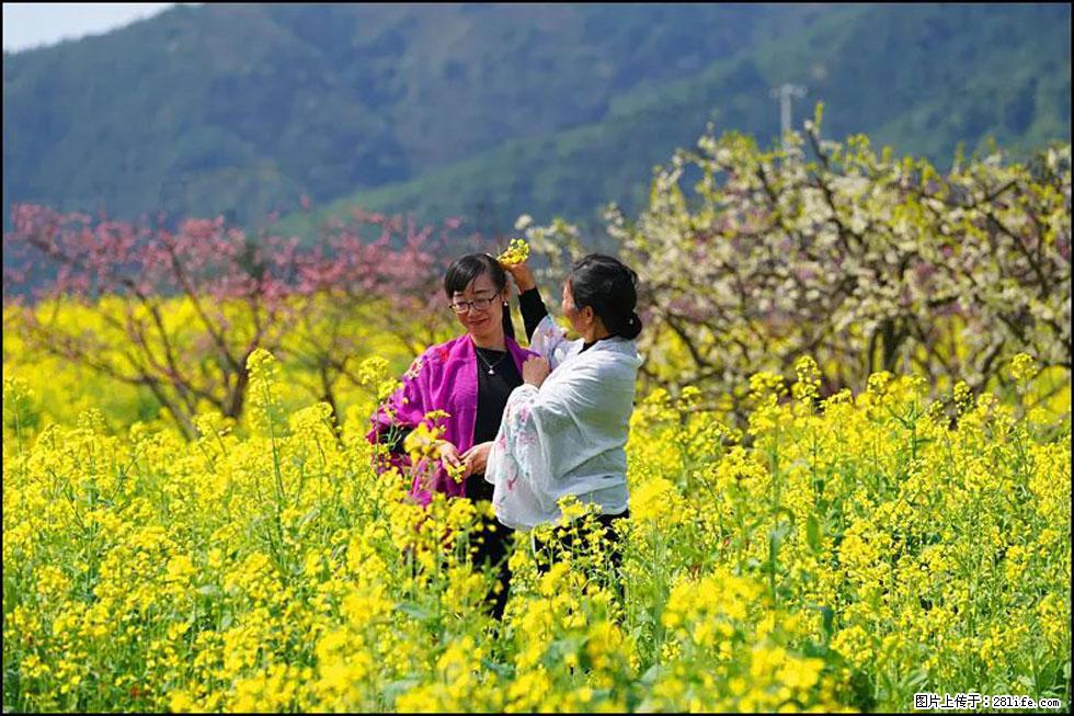 【春天，广西桂林灌阳县向您发出邀请！】长坪村油菜盛情花开 - 游山玩水 - 张家口生活社区 - 张家口28生活网 zjk.28life.net