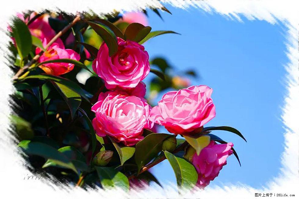 【春天，广西桂林灌阳县向您发出邀请！】杨柳井茶花惹人爱 - 游山玩水 - 张家口生活社区 - 张家口28生活网 zjk.28life.net
