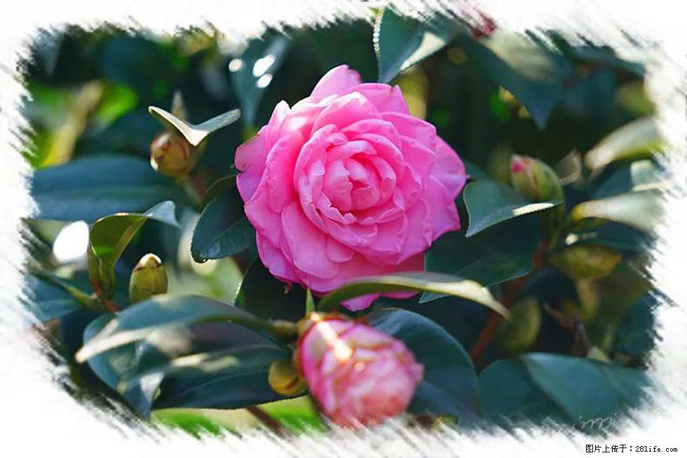 【春天，广西桂林灌阳县向您发出邀请！】杨柳井茶花惹人爱 - 游山玩水 - 张家口生活社区 - 张家口28生活网 zjk.28life.net