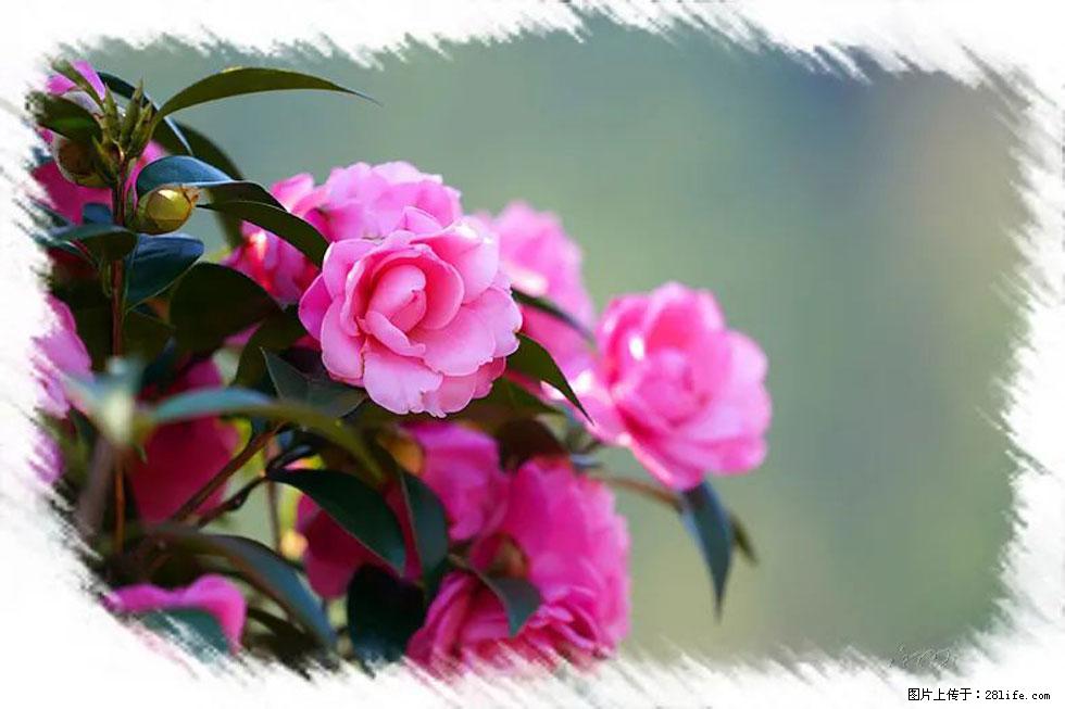 【春天，广西桂林灌阳县向您发出邀请！】杨柳井茶花惹人爱 - 游山玩水 - 张家口生活社区 - 张家口28生活网 zjk.28life.net