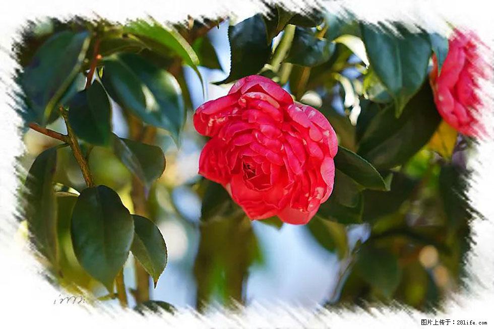 【春天，广西桂林灌阳县向您发出邀请！】杨柳井茶花惹人爱 - 游山玩水 - 张家口生活社区 - 张家口28生活网 zjk.28life.net