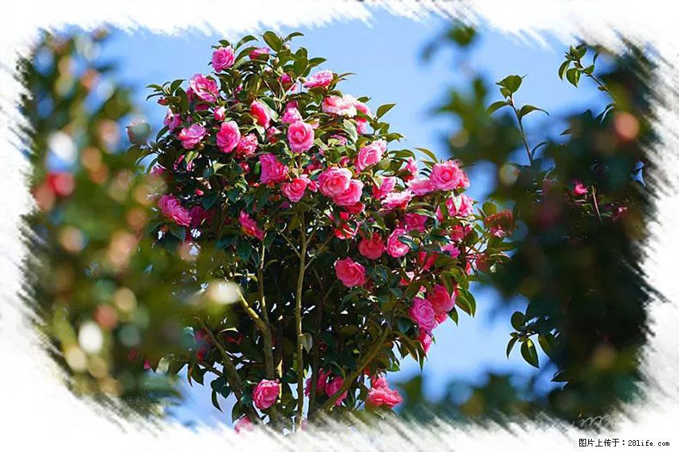 【春天，广西桂林灌阳县向您发出邀请！】杨柳井茶花惹人爱 - 游山玩水 - 张家口生活社区 - 张家口28生活网 zjk.28life.net