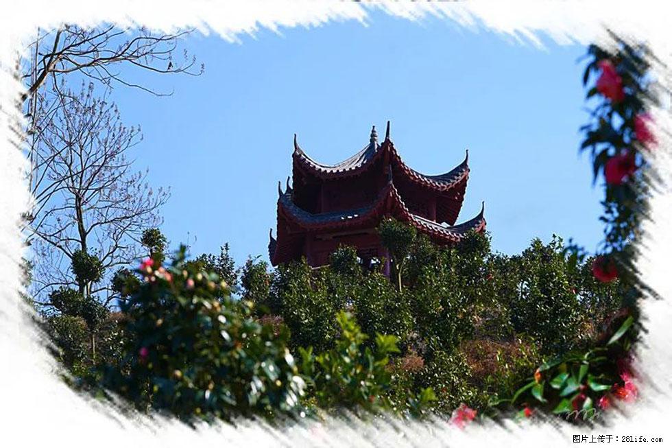 【春天，广西桂林灌阳县向您发出邀请！】杨柳井茶花惹人爱 - 游山玩水 - 张家口生活社区 - 张家口28生活网 zjk.28life.net