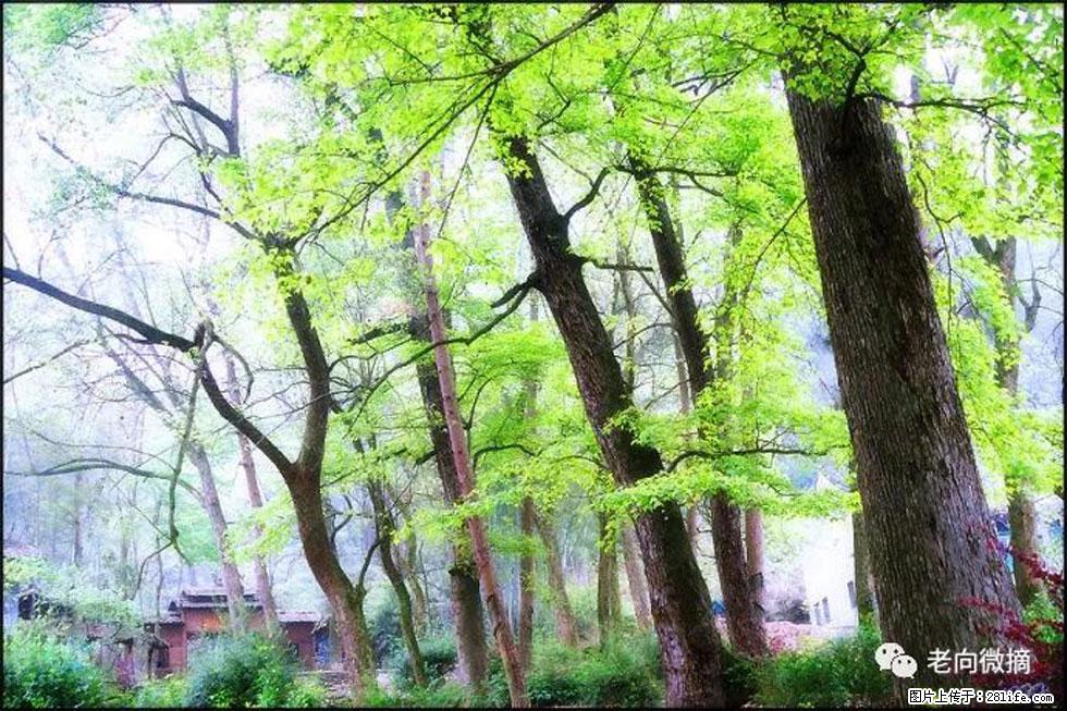【春天，广西桂林灌阳县向您发出邀请！】在小龙村与春天约会 - 游山玩水 - 张家口生活社区 - 张家口28生活网 zjk.28life.net