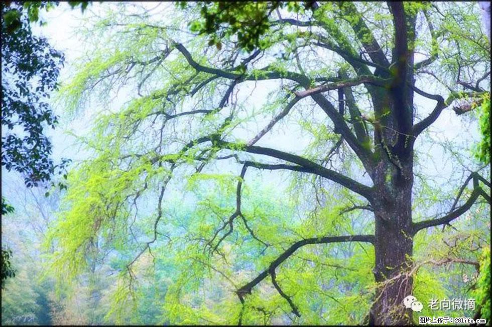 【春天，广西桂林灌阳县向您发出邀请！】在小龙村与春天约会 - 游山玩水 - 张家口生活社区 - 张家口28生活网 zjk.28life.net
