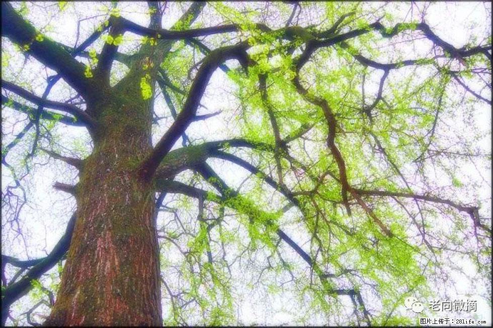 【春天，广西桂林灌阳县向您发出邀请！】在小龙村与春天约会 - 游山玩水 - 张家口生活社区 - 张家口28生活网 zjk.28life.net