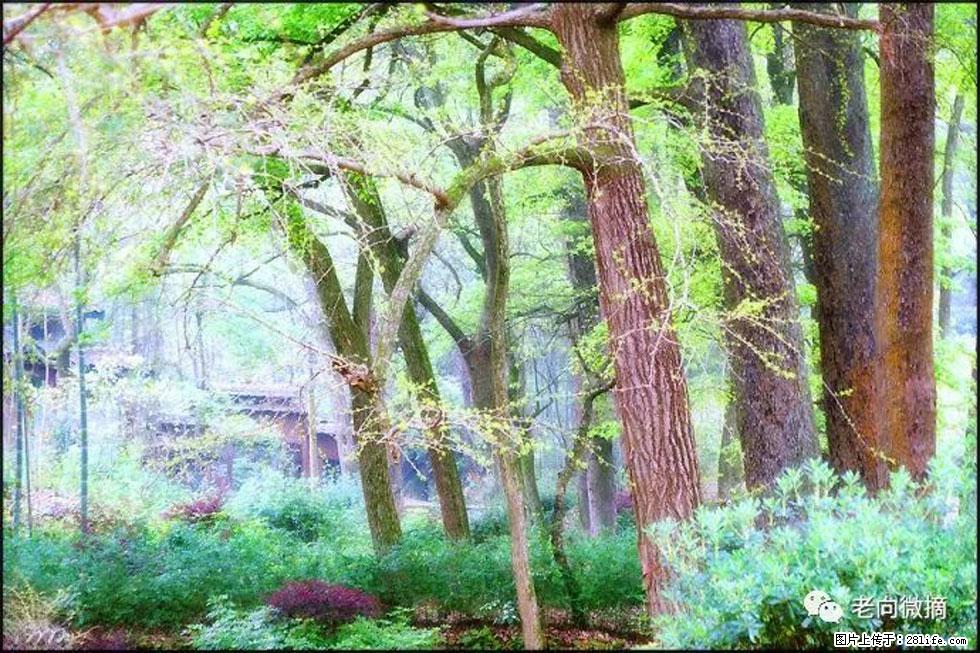 【春天，广西桂林灌阳县向您发出邀请！】在小龙村与春天约会 - 游山玩水 - 张家口生活社区 - 张家口28生活网 zjk.28life.net