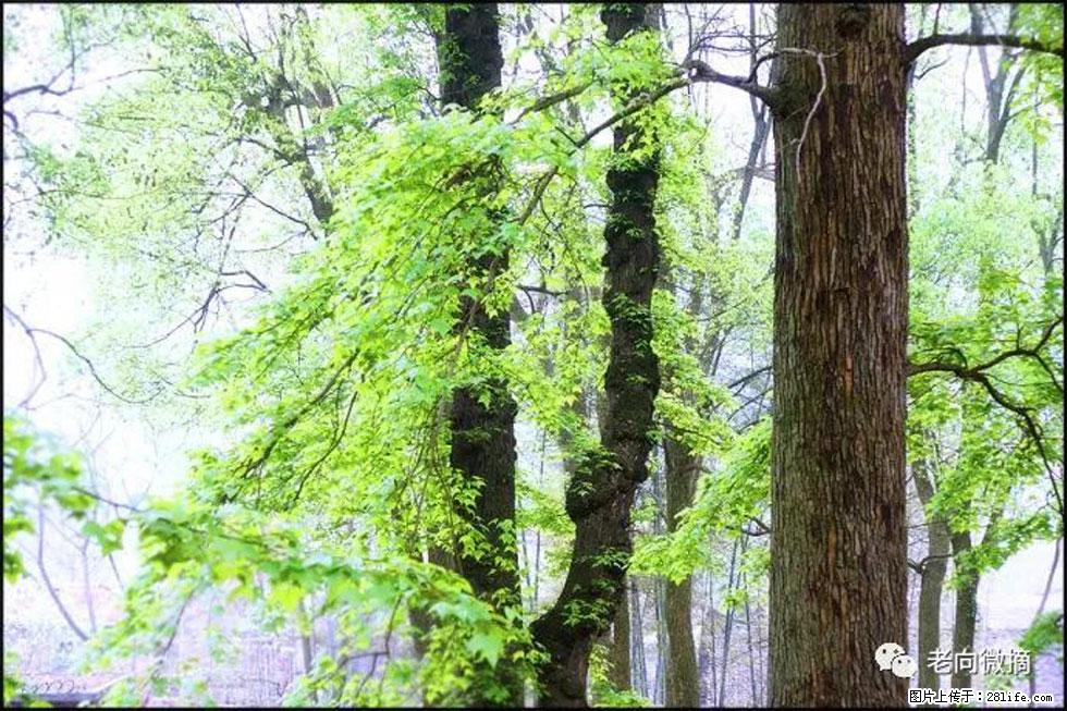 【春天，广西桂林灌阳县向您发出邀请！】在小龙村与春天约会 - 游山玩水 - 张家口生活社区 - 张家口28生活网 zjk.28life.net