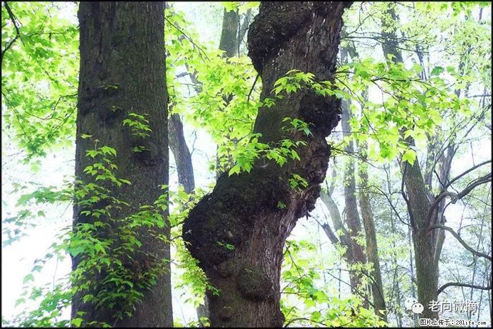 【春天，广西桂林灌阳县向您发出邀请！】在小龙村与春天约会 - 游山玩水 - 张家口生活社区 - 张家口28生活网 zjk.28life.net