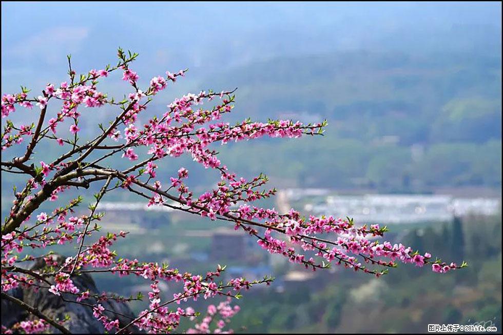【春天，广西桂林灌阳县向您发出邀请！】望月岭上桃花开 - 游山玩水 - 张家口生活社区 - 张家口28生活网 zjk.28life.net