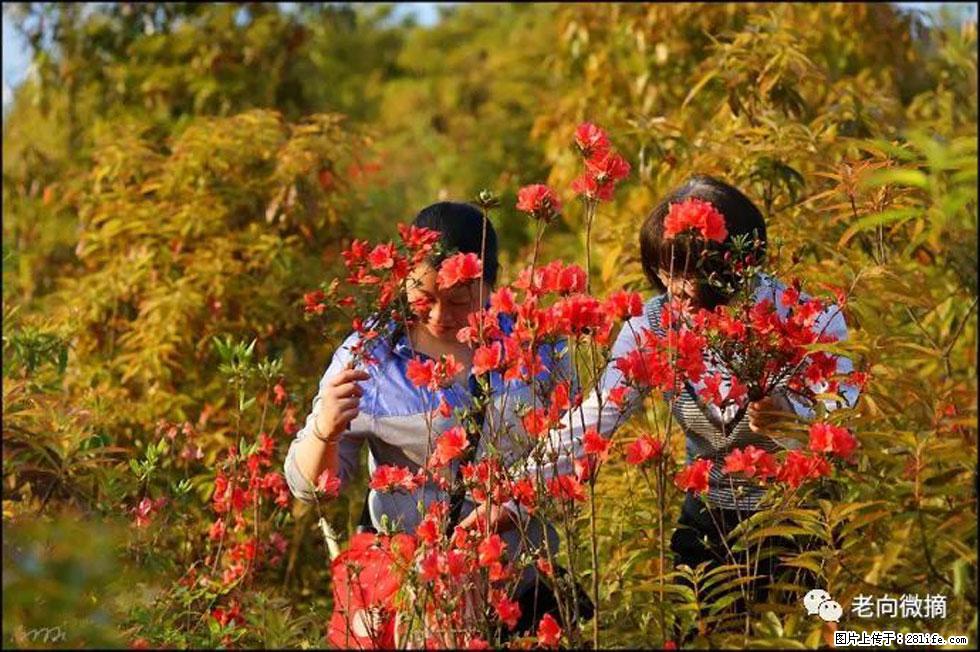 【春天，广西桂林灌阳县向您发出邀请！】登麒麟山，相约映山红 - 游山玩水 - 张家口生活社区 - 张家口28生活网 zjk.28life.net