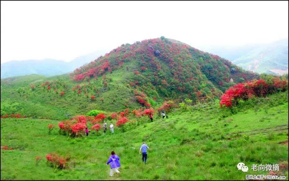 【春天，广西桂林灌阳县向您发出邀请！】宝盖山上映山红 - 游山玩水 - 张家口生活社区 - 张家口28生活网 zjk.28life.net