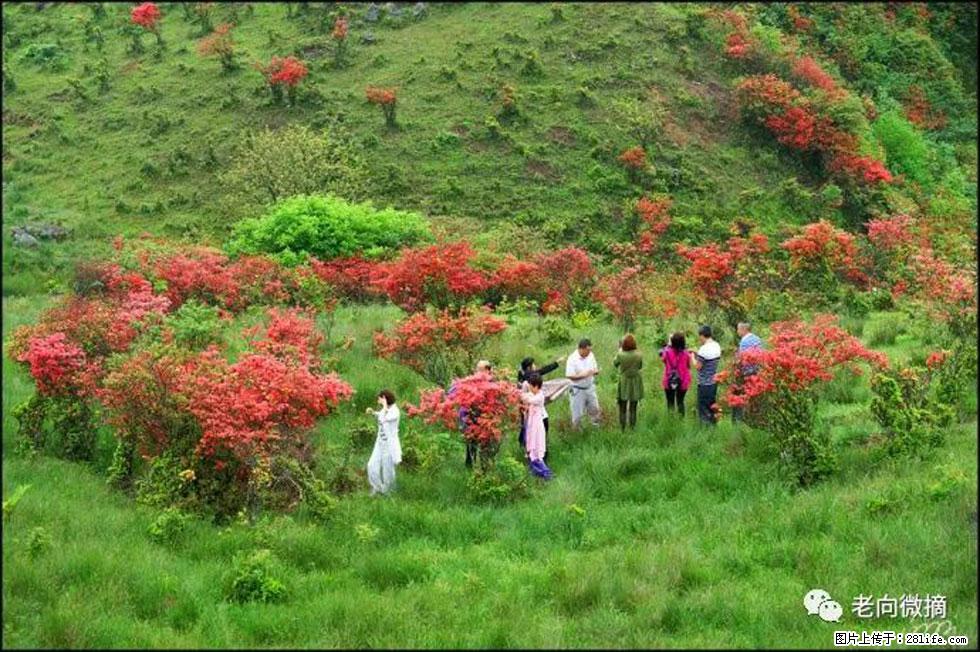 【春天，广西桂林灌阳县向您发出邀请！】宝盖山上映山红 - 游山玩水 - 张家口生活社区 - 张家口28生活网 zjk.28life.net