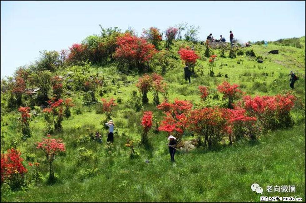 【春天，广西桂林灌阳县向您发出邀请！】宝盖山上映山红 - 游山玩水 - 张家口生活社区 - 张家口28生活网 zjk.28life.net
