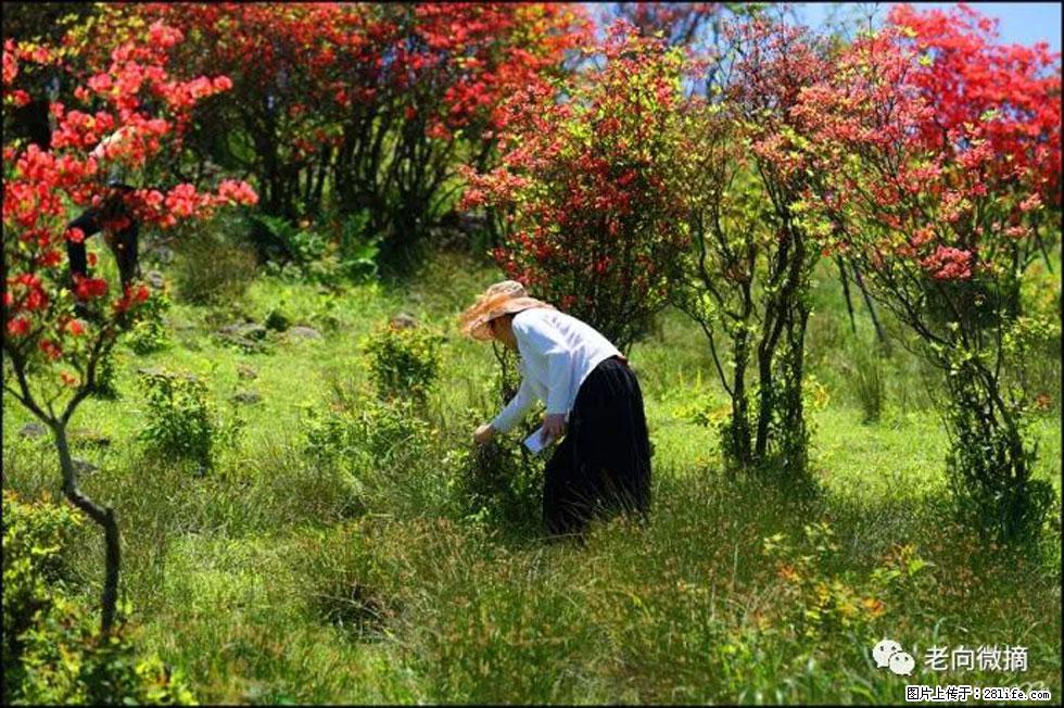 【春天，广西桂林灌阳县向您发出邀请！】宝盖山上映山红 - 游山玩水 - 张家口生活社区 - 张家口28生活网 zjk.28life.net