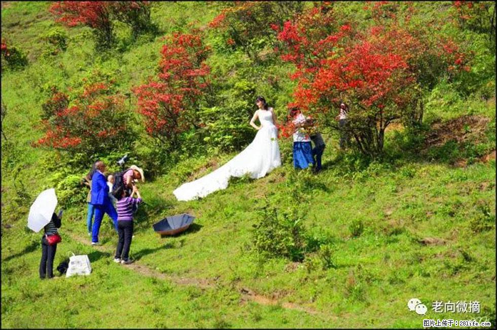 【春天，广西桂林灌阳县向您发出邀请！】宝盖山上映山红 - 游山玩水 - 张家口生活社区 - 张家口28生活网 zjk.28life.net