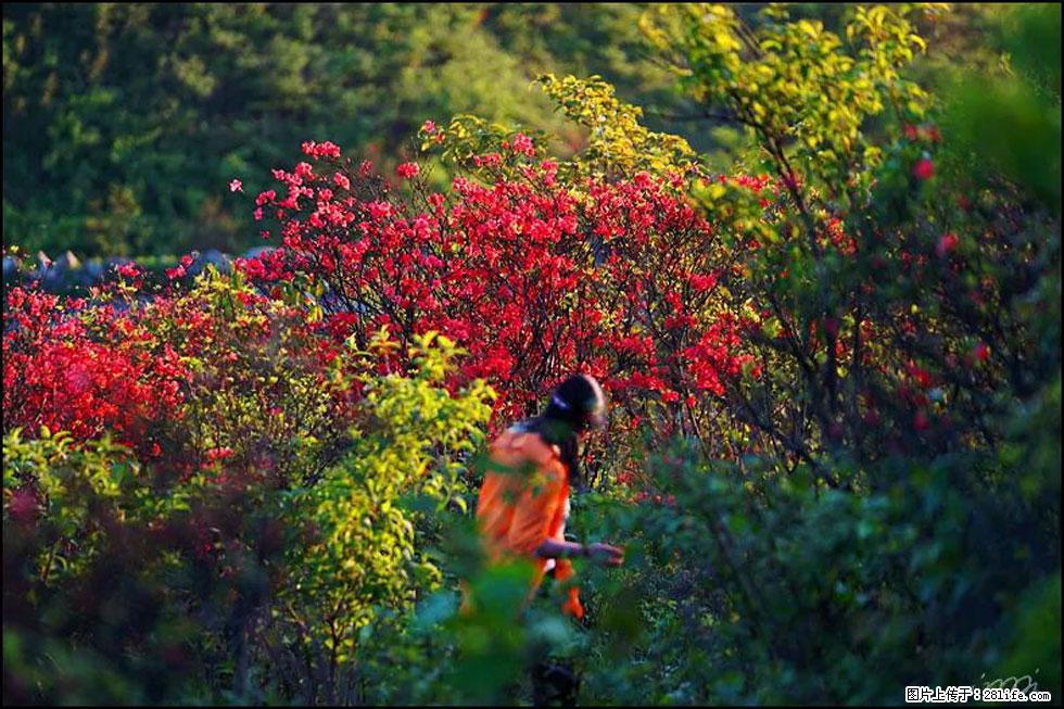 【春天，广西桂林灌阳县向您发出邀请！】春木界上映山红 - 游山玩水 - 张家口生活社区 - 张家口28生活网 zjk.28life.net