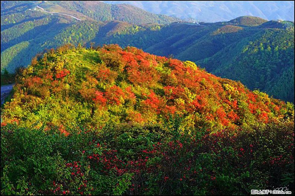 【春天，广西桂林灌阳县向您发出邀请！】春木界上映山红 - 游山玩水 - 张家口生活社区 - 张家口28生活网 zjk.28life.net