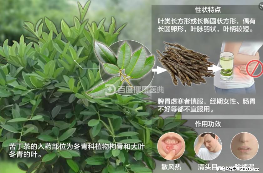 苦丁茶有哪些功效和作用 - 生活百科 - 张家口生活社区 - 张家口28生活网 zjk.28life.net