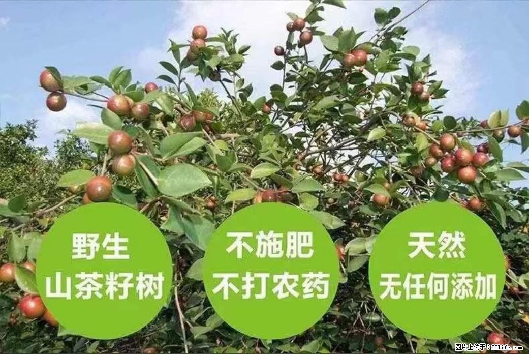 【灌阳县油茶产业示范区】一个有着充实的精神生活的人，对待身外之物自会有一种淡泊的态度 - 美食天地 - 张家口生活社区 - 张家口28生活网 zjk.28life.net