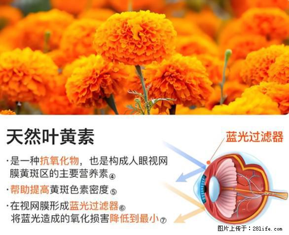 叶黄素有什么功效和作用 - 生活百科 - 张家口生活社区 - 张家口28生活网 zjk.28life.net