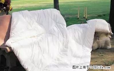 被子有异味？只要这样做，比晒太阳还强100倍！ - 家居生活 - 张家口生活社区 - 张家口28生活网 zjk.28life.net