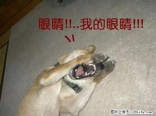 笑癫了！一女的怀孕三年未生，他终于忍不住了... - 娱乐八卦 - 张家口生活社区 - 张家口28生活网 zjk.28life.net