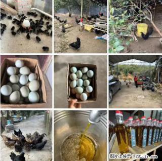 油茶园从小鸡仔开始养起的纯土鸡、土鸡蛋可以预定啦！还有前几天刚榨的纯山茶油哦 - 张家口28生活网 zjk.28life.net