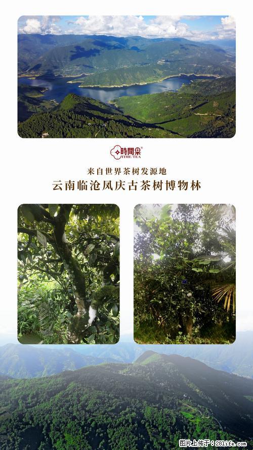 时间果百年古树2025年春红茶 - 购物交流 - 张家口生活社区 - 张家口28生活网 zjk.28life.net