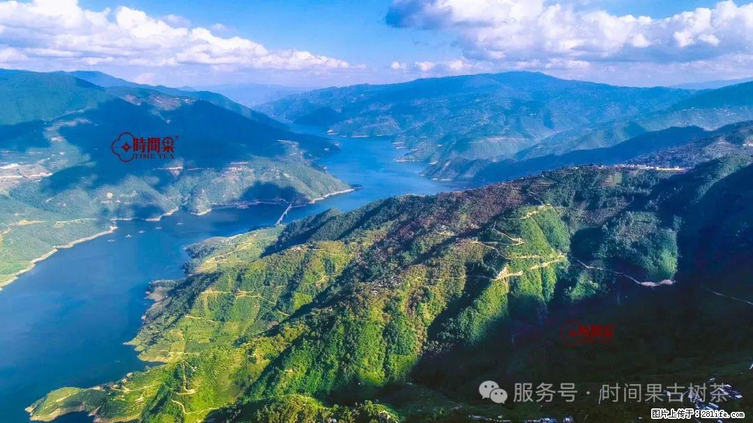 时间果百年古树龙珠普洱生茶 - 购物交流 - 张家口生活社区 - 张家口28生活网 zjk.28life.net