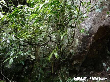 平乐石崖茶，珍贵仅次于金花茶 - 张家口生活资讯 - 张家口28生活网 zjk.28life.net