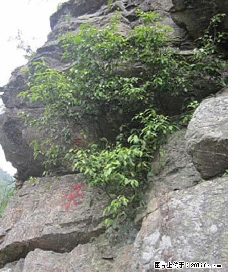 平乐石崖茶，珍贵仅次于金花茶 - 张家口生活资讯 - 张家口28生活网 zjk.28life.net