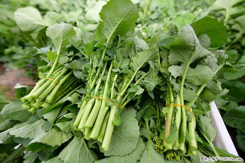 这些蔬菜是“天然钙片”，这6种被医生重点推荐 - 张家口生活资讯 - 张家口28生活网 zjk.28life.net